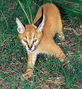 Animals Display Image