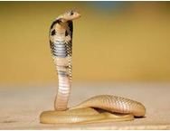 Snake Courses Display Image