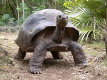 Tortoises